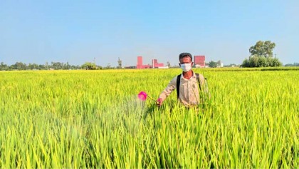 নন্দীগ্রামে আমন ধানের বাম্পার ফলনের সম্ভাবনা