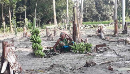 মান্দায় কলাবাগান কেটে সাবাড় 
মারধরে দুই নারী আহত