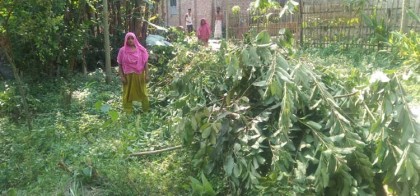 শাজাহানপুরে জমি সংক্রান্ত বিরোধে 
  পেয়ারা গাছ কর্তন 