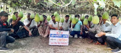 গাবতলীতে হাইব্রিড লাউ 
জেরিনের বাম্পার ফলন 