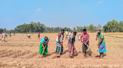 নন্দীগ্রামে আগাম আলু চাষে ব্যস্ত সময় পার করছে কৃষকরা