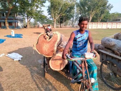 শাজাহানপুরে গোহাইল উচ্চ বিদ্যালয় 
ও কলেজের গাছ বিক্রির অভিযোগ