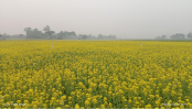 কালাইয়ে আলুর পরিবর্তে সরিষা চাষ