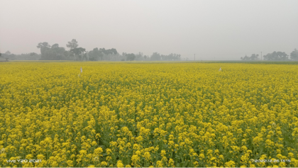 কালাইয়ে আলুর পরিবর্তে সরিষা চাষ