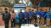 নন্দীগ্রাম থানার ওসির কঠোর পরিশ্রমে আন্তঃজেলা গরু চোর চক্রের মূলহোতাসহ সহযোগী গ্রেপ্তার