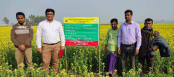 নন্দীগ্রামে সরিষার বাম্পার ফলন, পরিদর্শনে জেলা বীজ প্রত্যয়ন কর্মকর্তা 