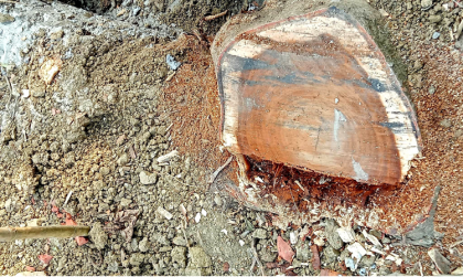 নন্দীগ্রামে সরকারি পুকুরপাড়ের গাছ বিক্রয় করে অর্থ আত্মসাতের অভিযোগ