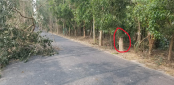 শেরপুরে রাস্তায় গাছ ফেলে ডাকাতি 