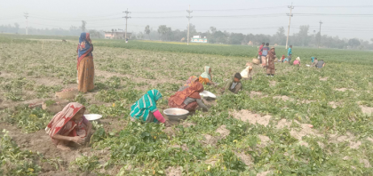 জয়পুরহাটে আগাম জাতের আলুর 
বাম্পার ফলন, দামও বেশী 
