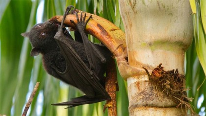 নিপাহ ভাইরাস নিয়ে নতুন তথ্য