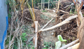 শেরপুরে জায়গা দখলের উদ্দেশ্যে গাছ কর্তনের অভিযোগ