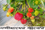 নন্দীগ্রামে স্ট্রবেরি চাষে আশার আলো দেখছেন জাব্বির হোসেন