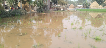 বগুড়ার শাজাহানপুরে হিংসামূলক ভাবে
 রাতের আধাঁরে রোপনকৃত ধান কর্তন