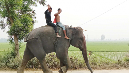 দুপচাঁচিয়ায় হাতি আতংক ॥ প্রশাসনের সহযোগিতায় নিয়ন্ত্রণ