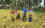 নন্দীগ্রামে বোরো ধান কাটা মাড়াই শুরু বাম্পার ফলন