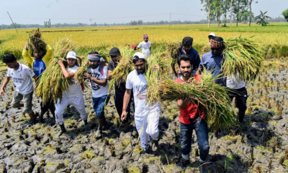 বগুড়ায় ধান কেটে কৃষকের
ঘরে তুলে দিলেন ছাত্রলীগ