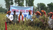 সাঘাটায় বোরো ধানের বাম্পার ফলন লক্ষ্যমাত্রার
চেয়েও বেশি অর্জিত, কাঁটা মারাই শুরু
