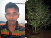 ধুনটে ছাদ বাগানে গাঁজার চাষ, মালিক আটক