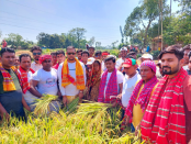 গোবিন্দগঞ্জে বিধবা মহিলার ধান কেটে দিলো স্বেচ্ছাসেবক লীগের নেতাকর্মীরা