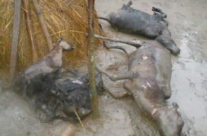 গোবিন্দগঞ্জে আগুনে পুড়লো কৃষকের গরু-ছাগল