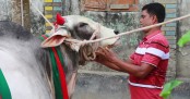 প্রধানমন্ত্রীর সাক্ষাৎ চায় গরু উপহার দেওয়া বুলবুলের পরিবার
