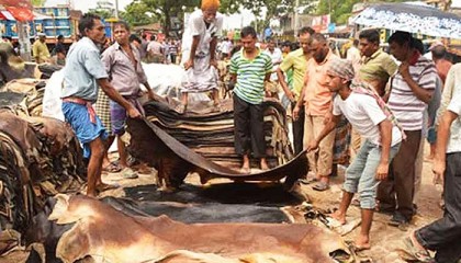 প্রতি বর্গফুট চামড়ার সর্বোচ্চ দাম ঢাকায় ৫৫, বাইরে ৪৮