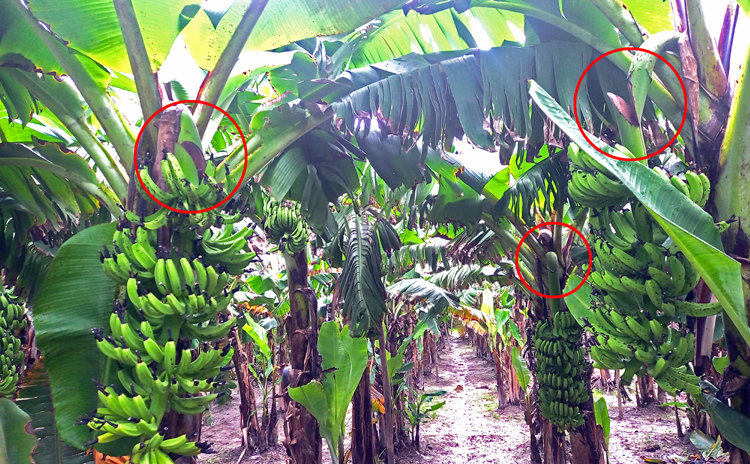 শেরপুরে ছয়শো কলার কাঁদি কাটল দুর্বৃত্তরা
