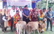 মান্দায় নৃ-গোষ্ঠী পরিবারের মাঝে বাছুর বিতরণ