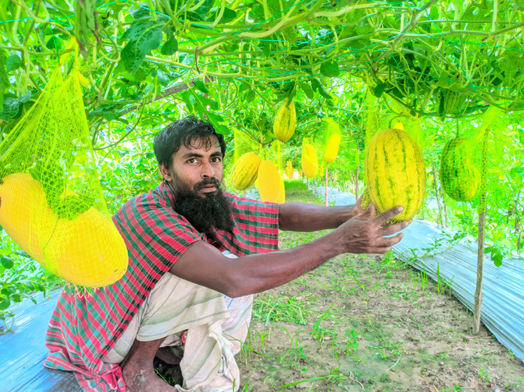 নন্দীগ্রামে অফ সিজিন তরমুজ চাষে কৃষক গফফারের চমক