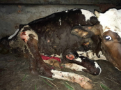 নন্দীগ্রামে ভয়াবহ রূপ ধারণ করেছে লাম্পি স্কিন রোগ, আতঙ্কে কৃষক-খামারিরা
