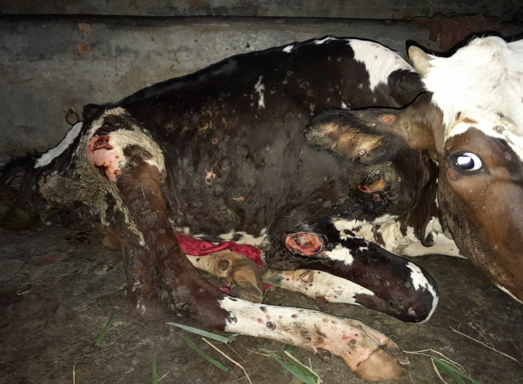 নন্দীগ্রামে ভয়াবহ রূপ ধারণ করেছে লাম্পি স্কিন রোগ, আতঙ্কে কৃষক-খামারিরা