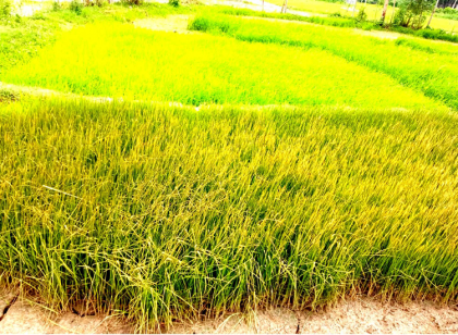 দুপচাঁচিয়ায় ঔষধ দিয়ে ধানের চারা নষ্টের অভিযোগ