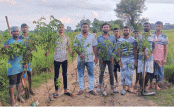 মান্দায় দুই কিলোমিটার রাস্তায় বৃক্ষরোপণ