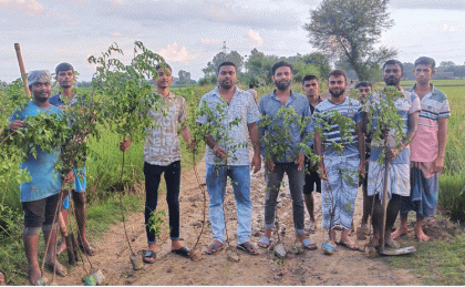 মান্দায় দুই কিলোমিটার রাস্তায় বৃক্ষরোপণ