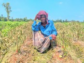 নন্দীগ্রামে মরিচ গাছের সঙ্গে এ কেমন শত্রুতা 