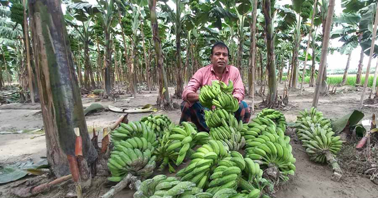 শিবগঞ্জে ৩শ সংখ্যা লঘু অসহায় কৃষক মাঠের
ফসল নিয়ে উৎকন্ঠায় ১০ লক্ষ টাকার ফসল বিনষ্ট