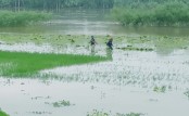 মান্দায় বিপৎসীমার ওপরে আত্রাই 
নদের পানি, ঝুঁকিপূর্ণ ৩০ পয়েন্ট