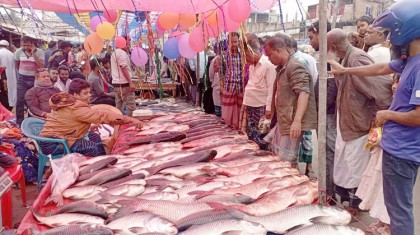 নবান্ন উপলক্ষে দুপচাঁচিয়ায় মাছের মেলা 