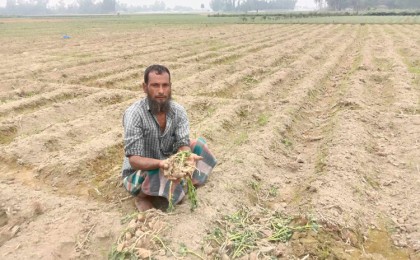 বগুড়ার পল্লীতে নকল আলু বীজ দিয়ে
প্রতারণা ক্ষতিগ্রস্ত হচ্ছে প্রান্তিক কৃষক