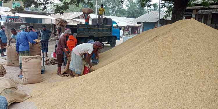 নওগাঁর রাণীনগর-আত্রাই উপজেলা
ধানের ফলনে বিপর্যয় 