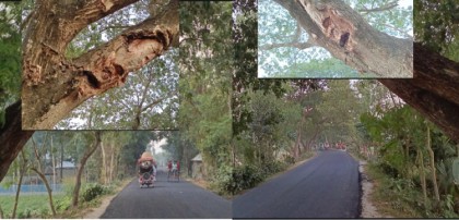 কাজীপুর-ধুনট সড়কের কড়ি গাছ যেন মরণফাঁদ!