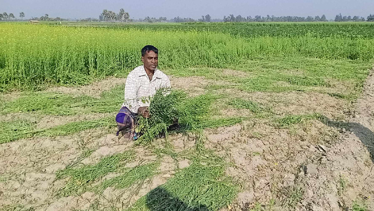 বুড়িগঞ্জে কবলা জমির জবরদখল নিয়ে
সরিষার ক্ষেত নষ্ট করার অভিযোগ