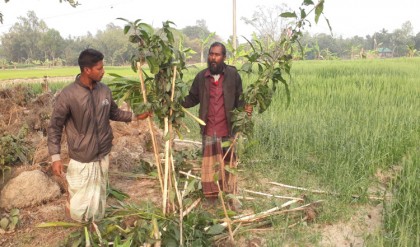 মান্দায় প্রতিবন্ধীর সম্পত্তি থেকে গাছ কর্তনের অভিযোগ