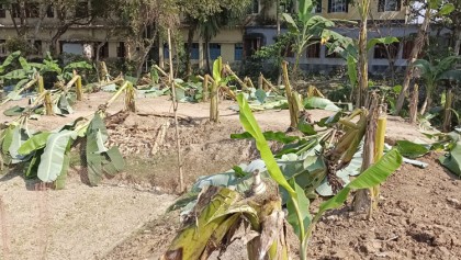 রাণীনগরে সাবেক এমপির বাগানের গাছ কেটে ফেলার অভিযোগ