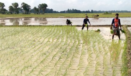 রাণীনগরে আমন ধান রোপনে ব্যস্ত সময় কাটাচ্ছেন কৃষকেরা 