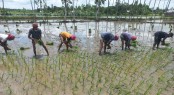 রংপুর অঞ্চলের রোপা আমন ধান রোপনে ব্যস্ত কৃষক