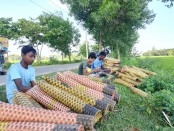 পড়াশোনার পাশাপাশি বিচিত্র পেশা কুঁচিয়া শিকারেই তাদের জীবিকা