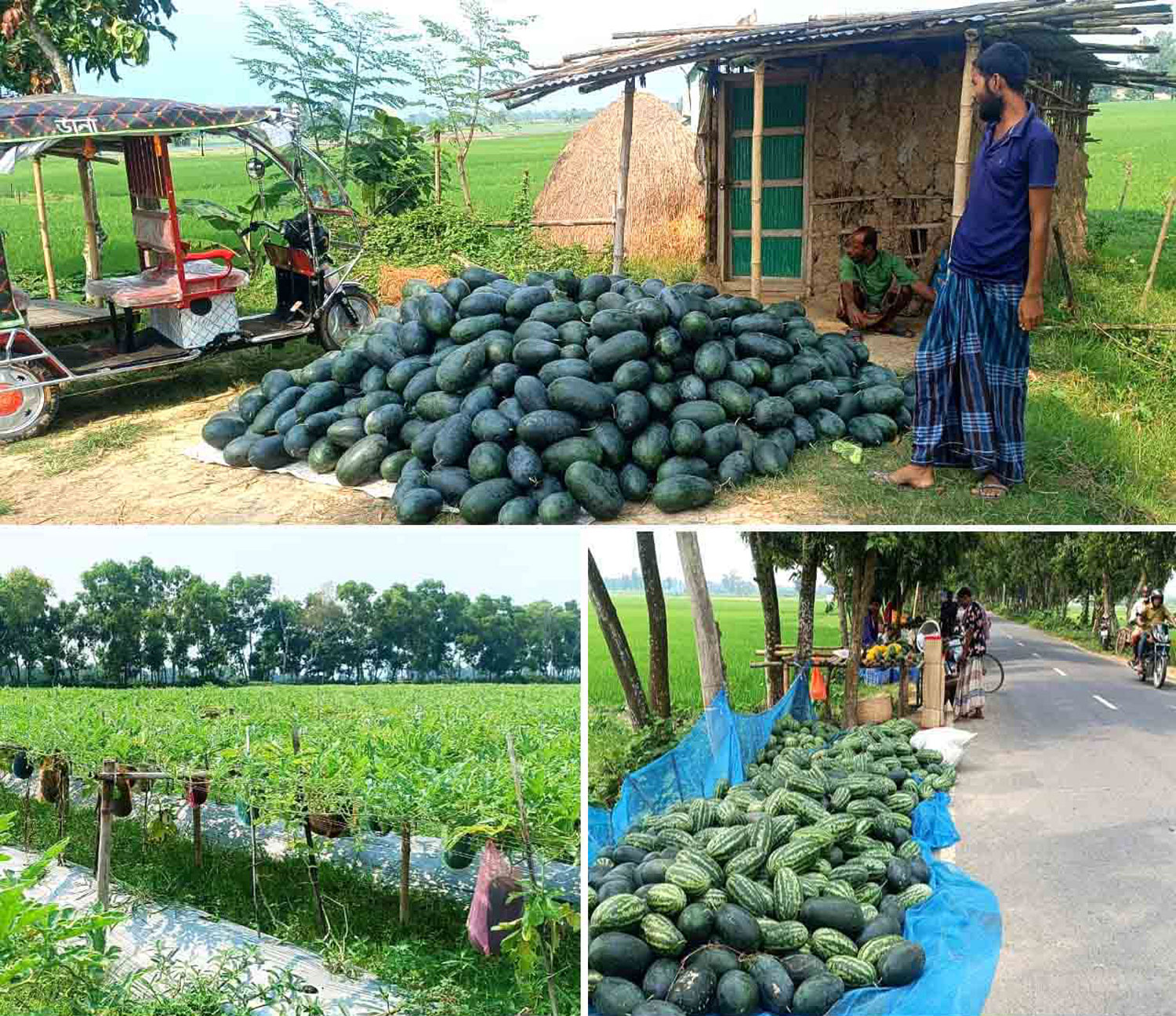 পাঁচবিবিতে তরমুজ চাষে খুশি চাষীরা