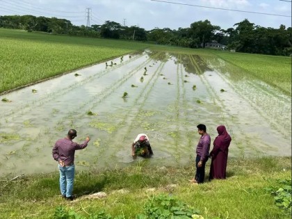 কলাপাড়ায় আমন ধানের স্বপ্ন বুনছেন সমুদ্র উপকূলের কৃষক   
