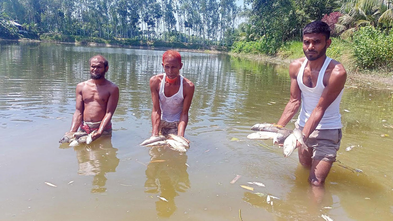 রংপুরে দুর্বৃত্তদের বিষে মরল ১৫ লাখ টাকার মাছ